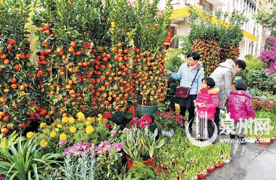 泉州市區(qū)張燈結(jié)彩迎春節(jié) 中國結(jié)式彩燈凸顯年味